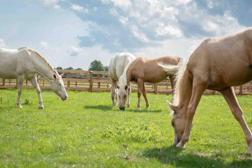 Langford Farmhouse - New Forest National Park Luxury 4Bd, Hot Tub, Cinema, 10 Acres Bartley Екстериор снимка