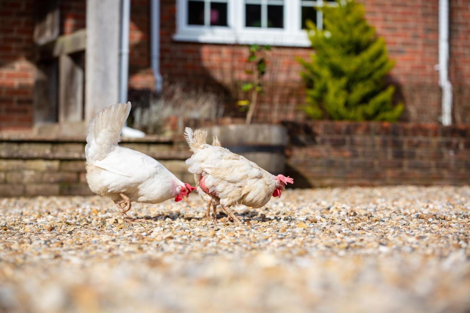 Langford Farmhouse - New Forest National Park Luxury 4Bd, Hot Tub, Cinema, 10 Acres Bartley Екстериор снимка